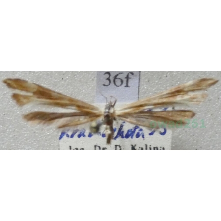 Gillmeria pallidactyla (Haworth, 1811) Slovakia36f